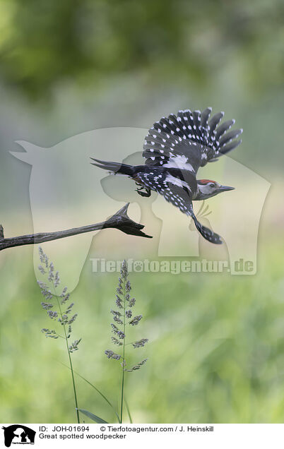 Buntspecht / Great spotted woodpecker / JOH-01694