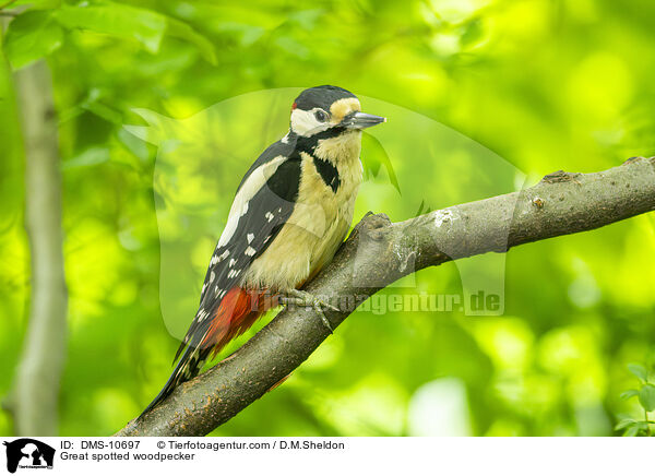 Buntspecht / Great spotted woodpecker / DMS-10697