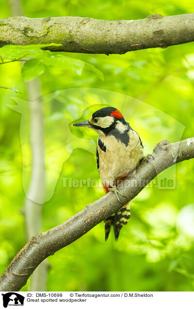 Buntspecht / Great spotted woodpecker / DMS-10698