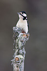 great spotted woodpecker