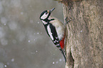 great spotted woodpecker