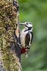 Great spotted Woodpecker