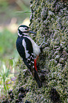 Great spotted Woodpecker