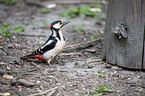 Great spotted Woodpecker