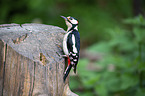 Great spotted Woodpecker