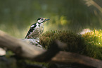 Great spotted Woodpecker