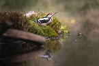 Great spotted Woodpecker