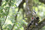 Great spotted Woodpecker