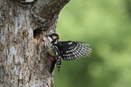 great spotted woodpecker