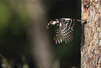 great spotted woodpecker