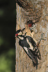 2 great spotted woodpeckers