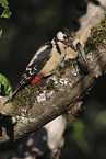 great spotted woodpecker