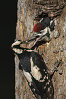 2 great spotted woodpeckers