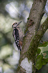 young great spotted woodpecker