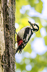 great spotted woodpecker