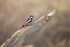 great spotted woodpecker