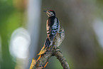 great spotted woodpecker