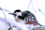 great spotted woodpecker