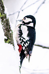 great spotted woodpecker