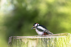 great spotted woodpecker