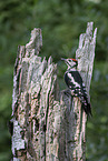 Great spotted woodpecker