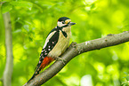 Great spotted woodpecker