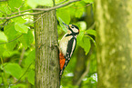 Great spotted woodpecker