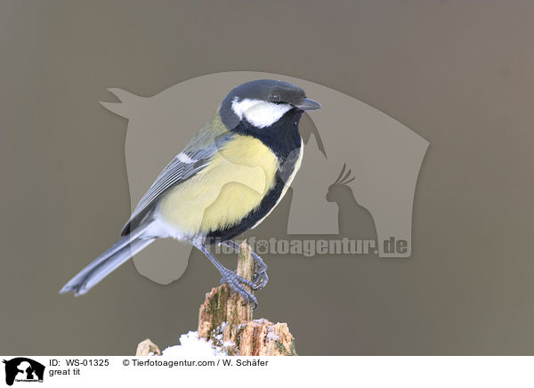 great tit / WS-01325