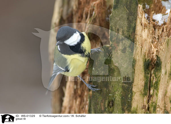 great tit / WS-01329