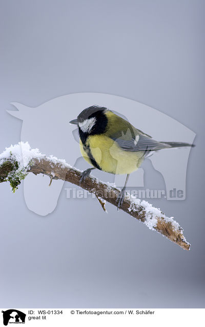 great tit / WS-01334