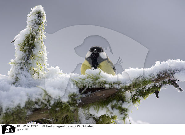 Kohlmeise / great tit / WS-01337