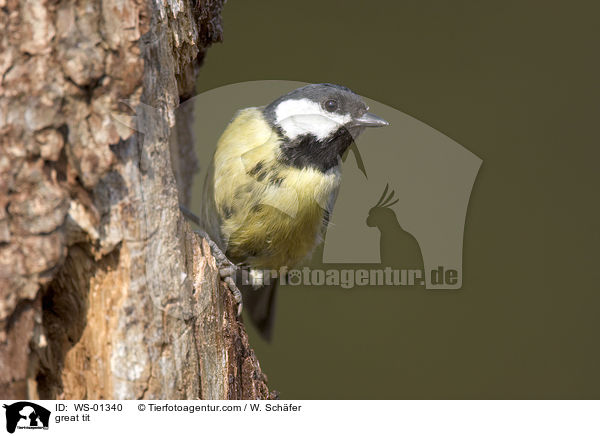 great tit / WS-01340