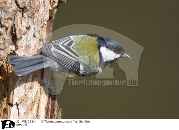 great tit / WS-01341