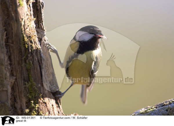 Kohlmeise / great tit / WS-01361