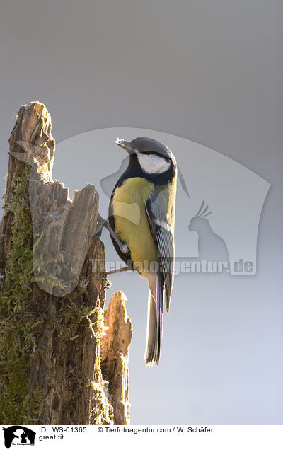 Kohlmeise / great tit / WS-01365