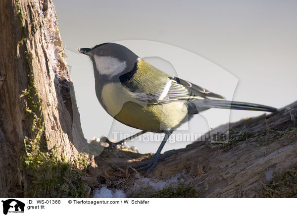 great tit / WS-01368