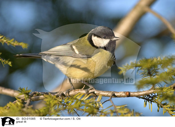 great tit / SO-01085