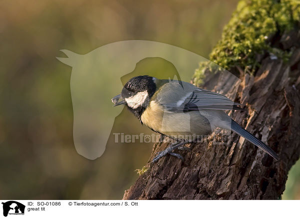 Kohlmeise / great tit / SO-01086