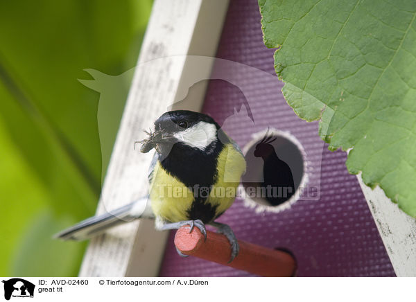 Kohlmeise / great tit / AVD-02460