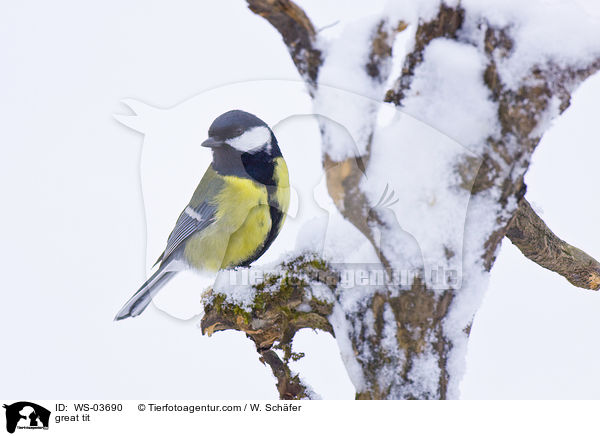 great tit / WS-03690