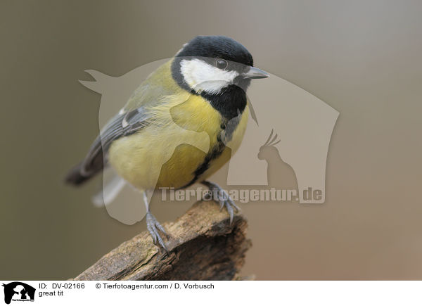 Kohlmeise / great tit / DV-02166