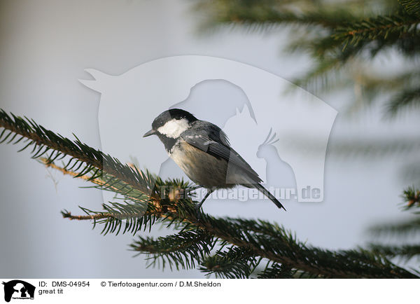 Kohlmeise / great tit / DMS-04954