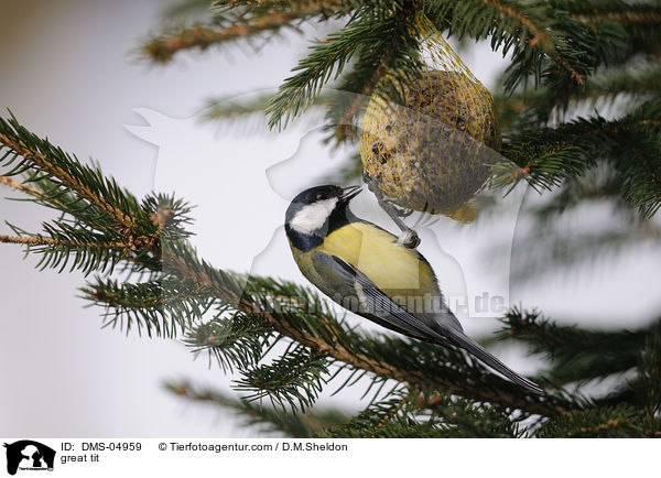 Kohlmeise / great tit / DMS-04959