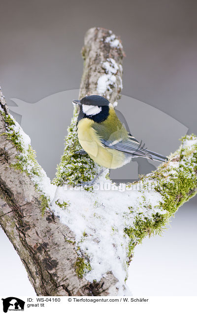 Kohlmeise / great tit / WS-04160