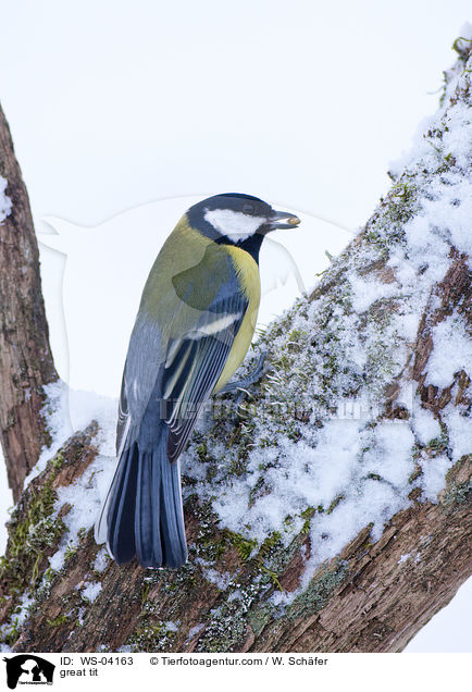 great tit / WS-04163