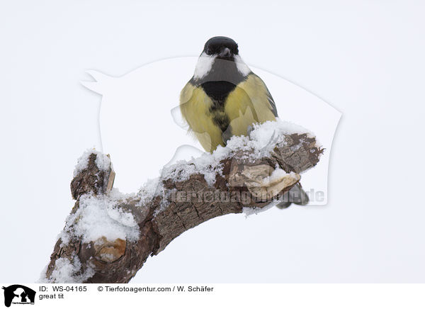 great tit / WS-04165