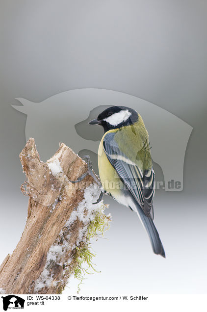 Kohlmeise / great tit / WS-04338