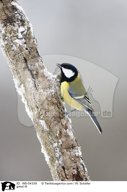 Kohlmeise / great tit / WS-04339