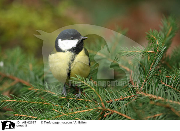 Kohlmeise / great tit / AB-02637