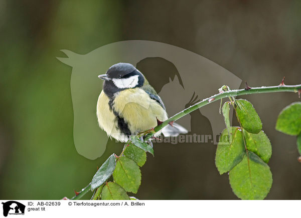 Kohlmeise / great tit / AB-02639